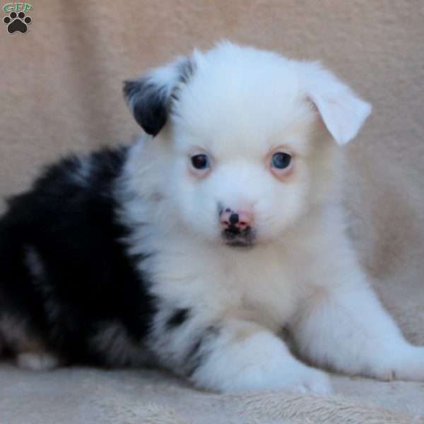 Suzy, Miniature Australian Shepherd Puppy