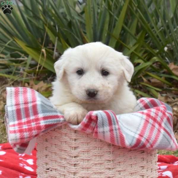 Suzy, Great Pyrenees Puppy