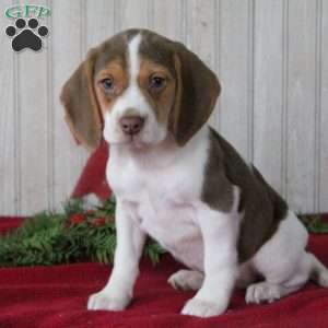 Beagle Puppies For Sale | Greenfield Puppies