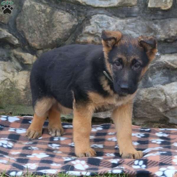Tasha, German Shepherd Puppy
