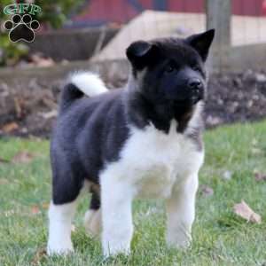 bear head akita puppies for sale