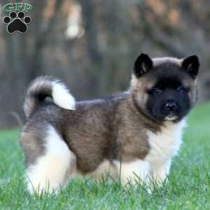 Akita Puppies for Sale | Greenfield Puppies