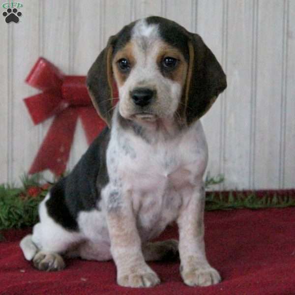 Tina, Beagle Puppy