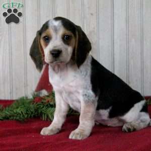 Tina, Beagle Puppy