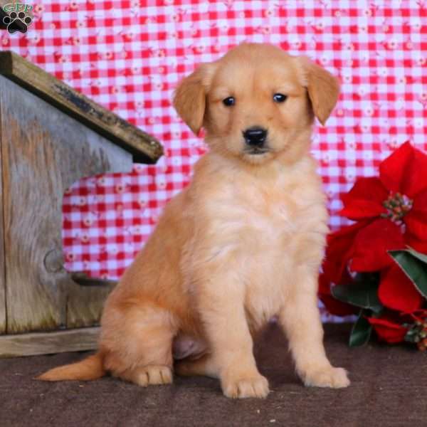 Tina, Golden Retriever Puppy