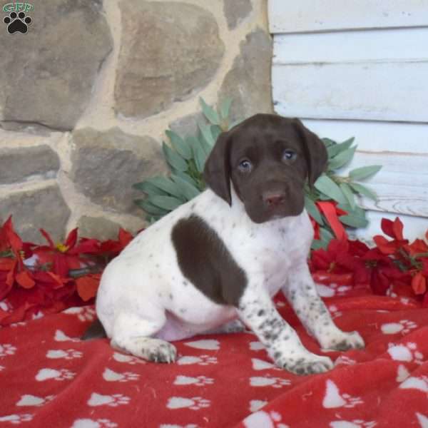 can a rat terrier and a german shorthaired pointer be friends