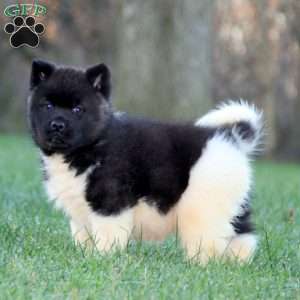 Akita Puppies for Sale | Greenfield Puppies