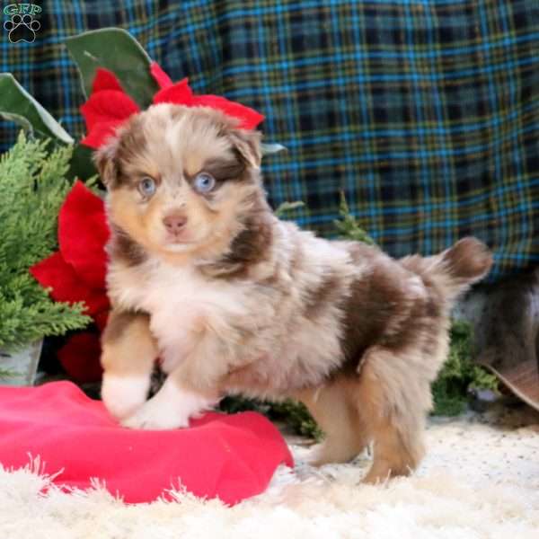 Toby, Miniature Australian Shepherd Puppy