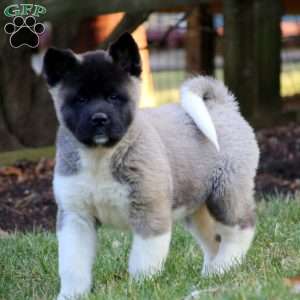 Akita Puppies for Sale | Greenfield Puppies