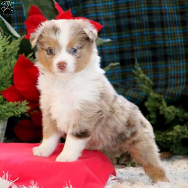 Truly, Miniature Australian Shepherd Puppy