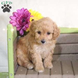 skadedyr Opmærksomhed Windswept Toy Poodle Mix Puppies For Sale | Greenfield Puppies