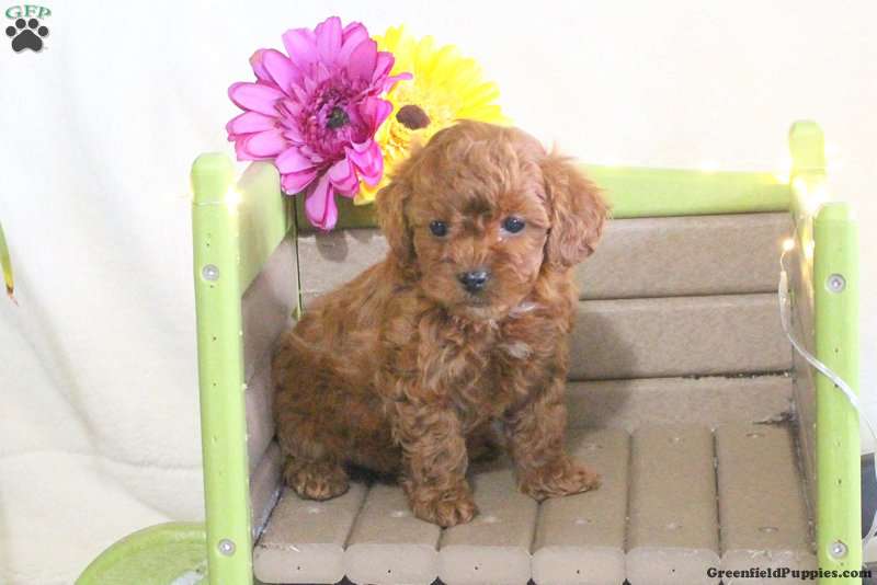 brown poodle mix puppy