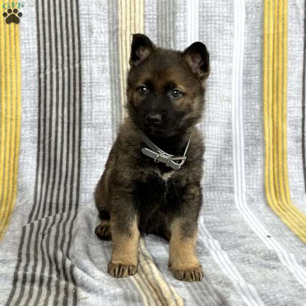 Vince, German Shepherd Puppy