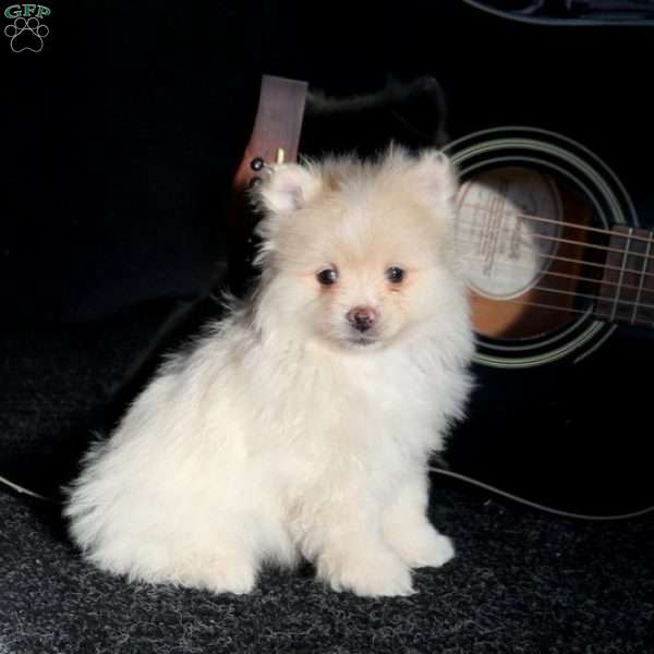 Willis, Pomeranian Puppy