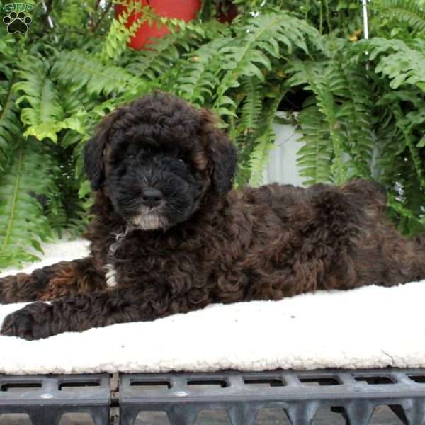 Wylie, Mini Whoodle Puppy
