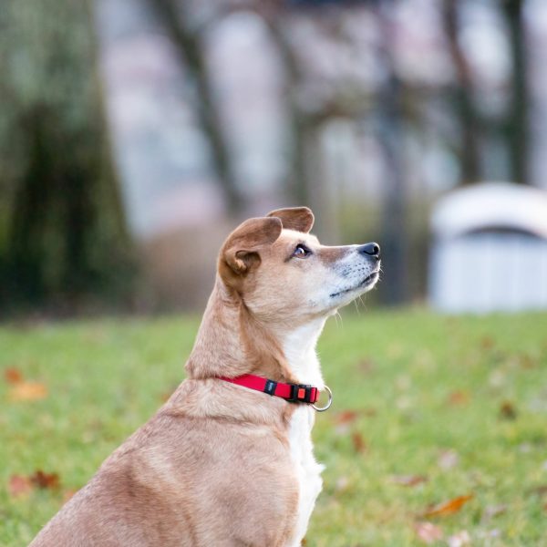 carolina dog sitting outside and looking to the right