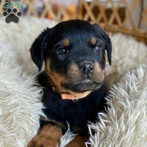 a Rottweiler puppy named Holly