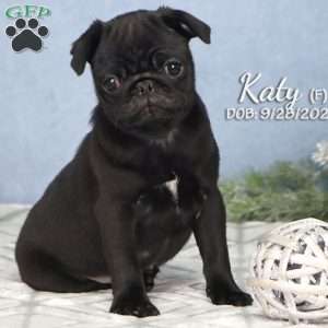 Katy, Pug Puppy