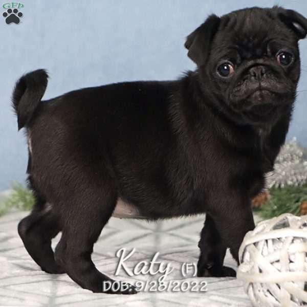 Katy, Pug Puppy