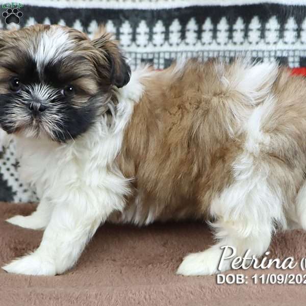 Petrina, Shih Tzu Puppy