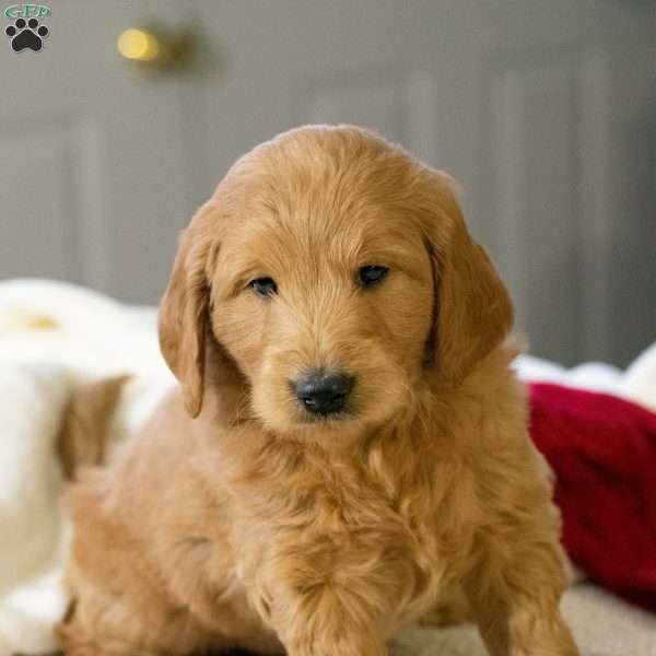 Stanley, Mini Goldendoodle Puppy