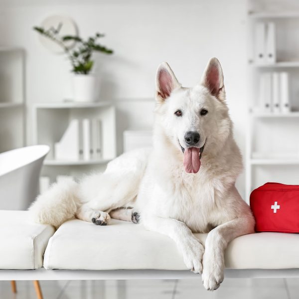 cão pastor branco deitado em um sofá com um kit de primeiros socorros