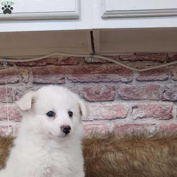 Sage, American Eskimo Puppy