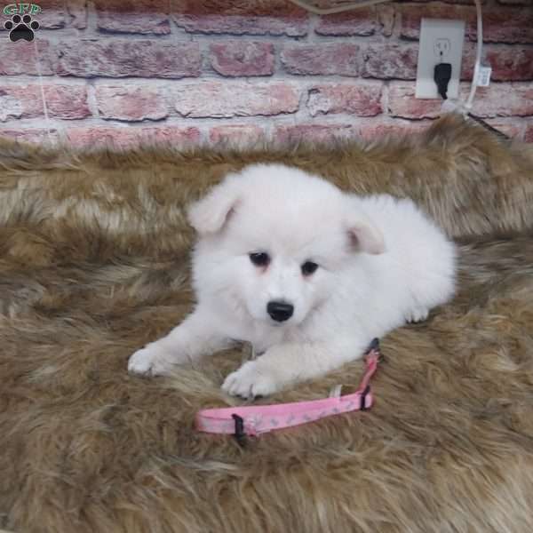Snowie, American Eskimo Puppy