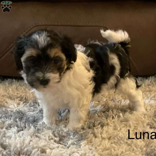 Luna, Havanese Puppy