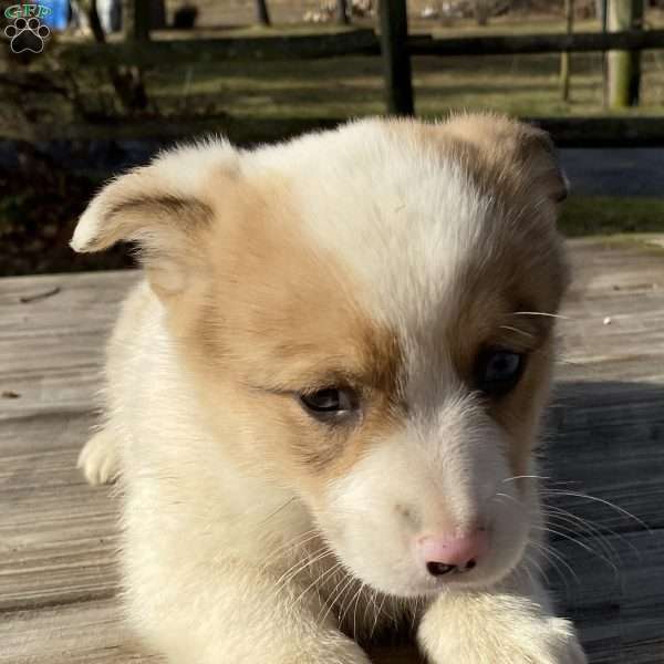 Skylar, Pembroke Welsh Corgi Puppy