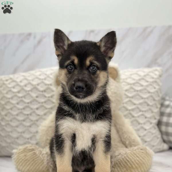 Oscar, Shepsky Puppy
