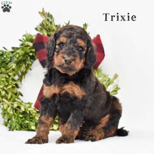 Trixie, Standard Poodle Puppy