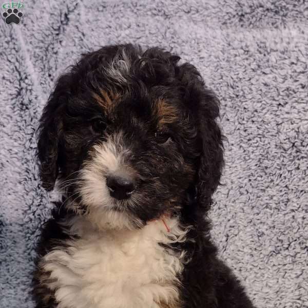 Chocolate, Bernedoodle Puppy