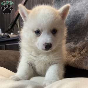 Pomsky Puppies For Sale - Greenfield Puppies