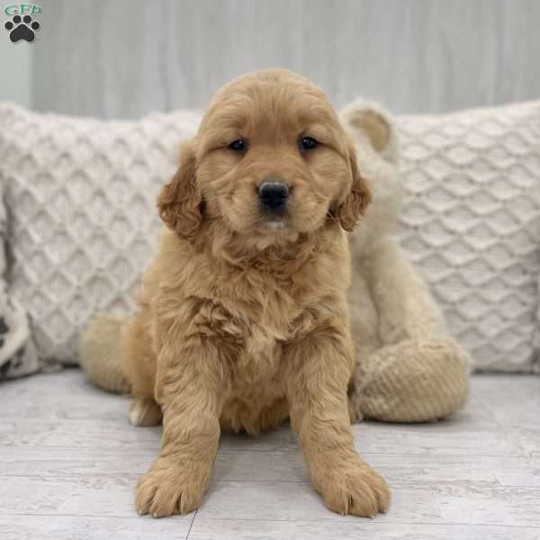 Roxy, Golden Retriever Puppy