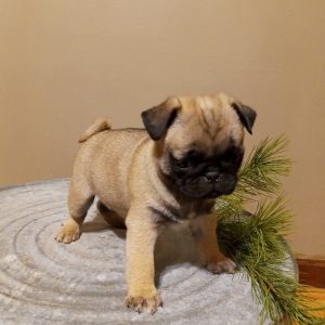 Oaken Acres  Pugs,  Breeder