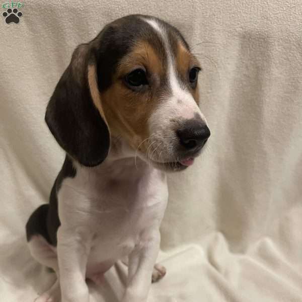 Armin, Beagle Puppy