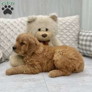 Charles, Golden Retriever Puppy