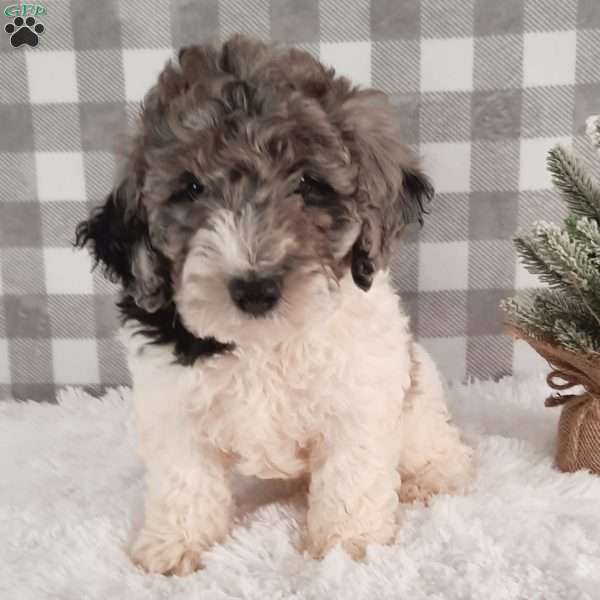 Asher, Sheepadoodle Puppy