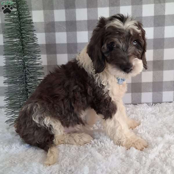 Dasher, Mini Sheepadoodle Puppy