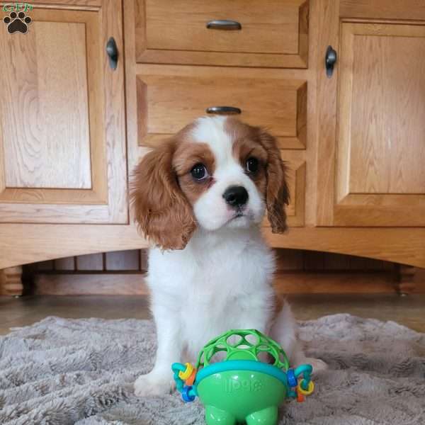 Gustavo, Cavalier King Charles Spaniel Puppy