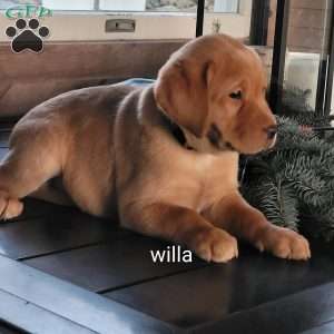 willa, Fox Red Labrador Retriever Puppy