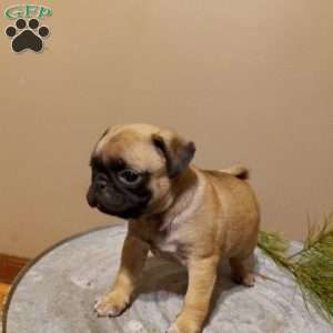 Pug Puppies For Sale | Greenfield Puppies