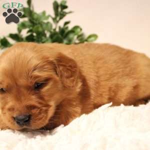Ginger, Golden Retriever Puppy