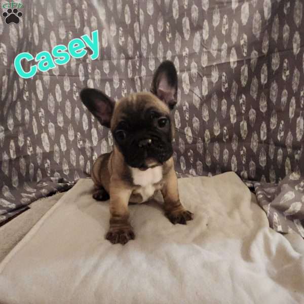 Casey, French Bulldog Puppy