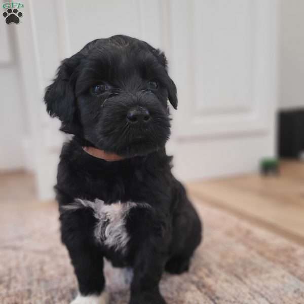 Theo, Portuguese Water Dog Puppy