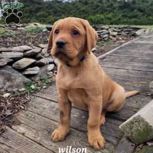 wilson, Fox Red Labrador Retriever Puppy