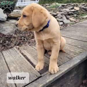 walker, Fox Red Labrador Retriever Puppy