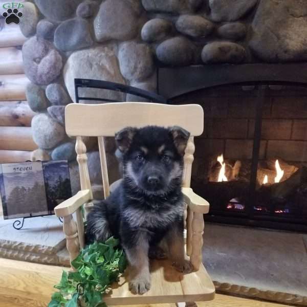 Denver, German Shepherd Puppy