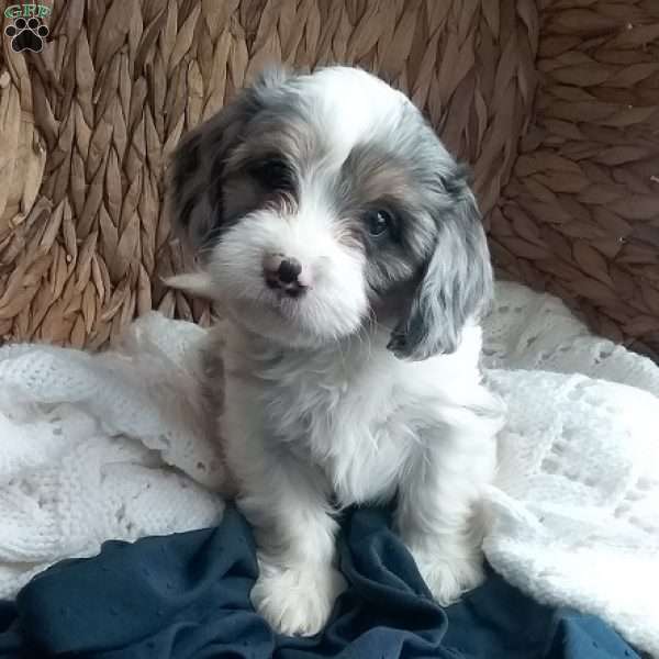 Victor, Cavapoo Puppy